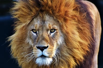 full resolution lion full resolution lion