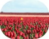 100x80 Manipulated Yellow Tulip