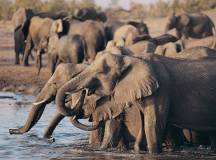 Wildlife