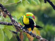 Natural Highlights of Costa Rica