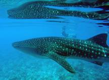 Maldives