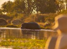 Wildlife & Wilderness of Botswana