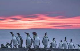 King penguins in South Georgia at sunset