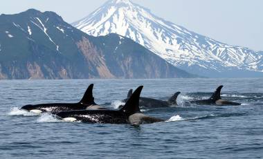 Marine Wildlife