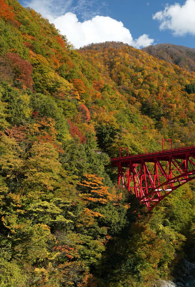 Autumn Leaves Forecast 2024