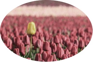Rounded cornered signed yellow tulip