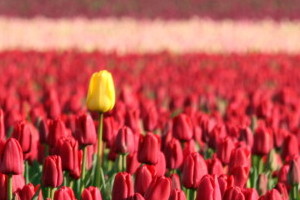 300x200 signed manipulated yellow tulip